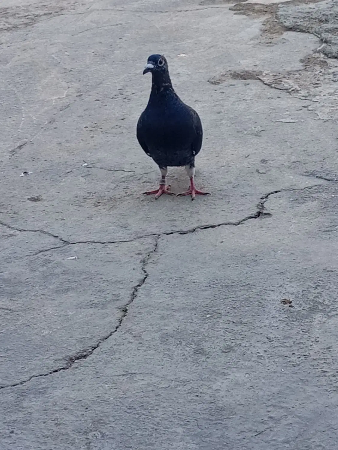 یه جوجه نر|پرنده|برازجان, |دیوار