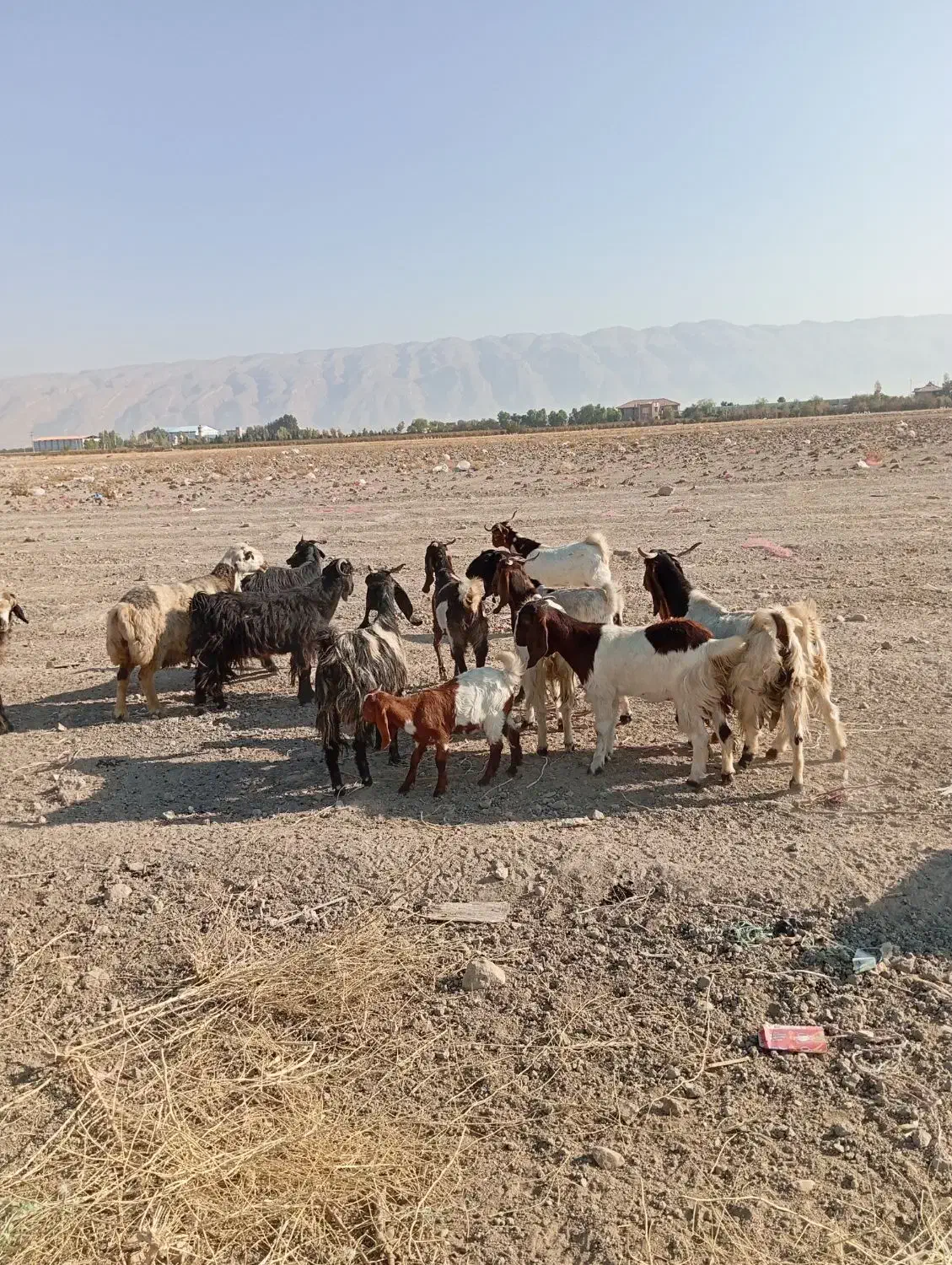 بز داشتی|حیوانات مزرعه|کوار, |دیوار