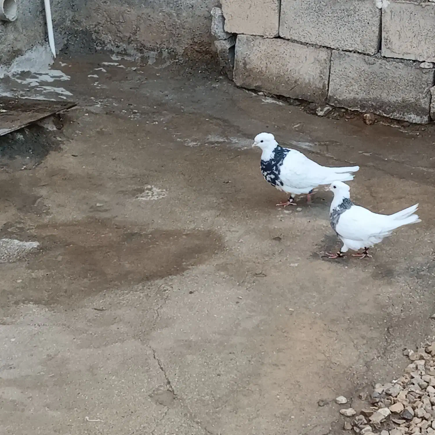 طوقی|پرنده|دهدشت, |دیوار