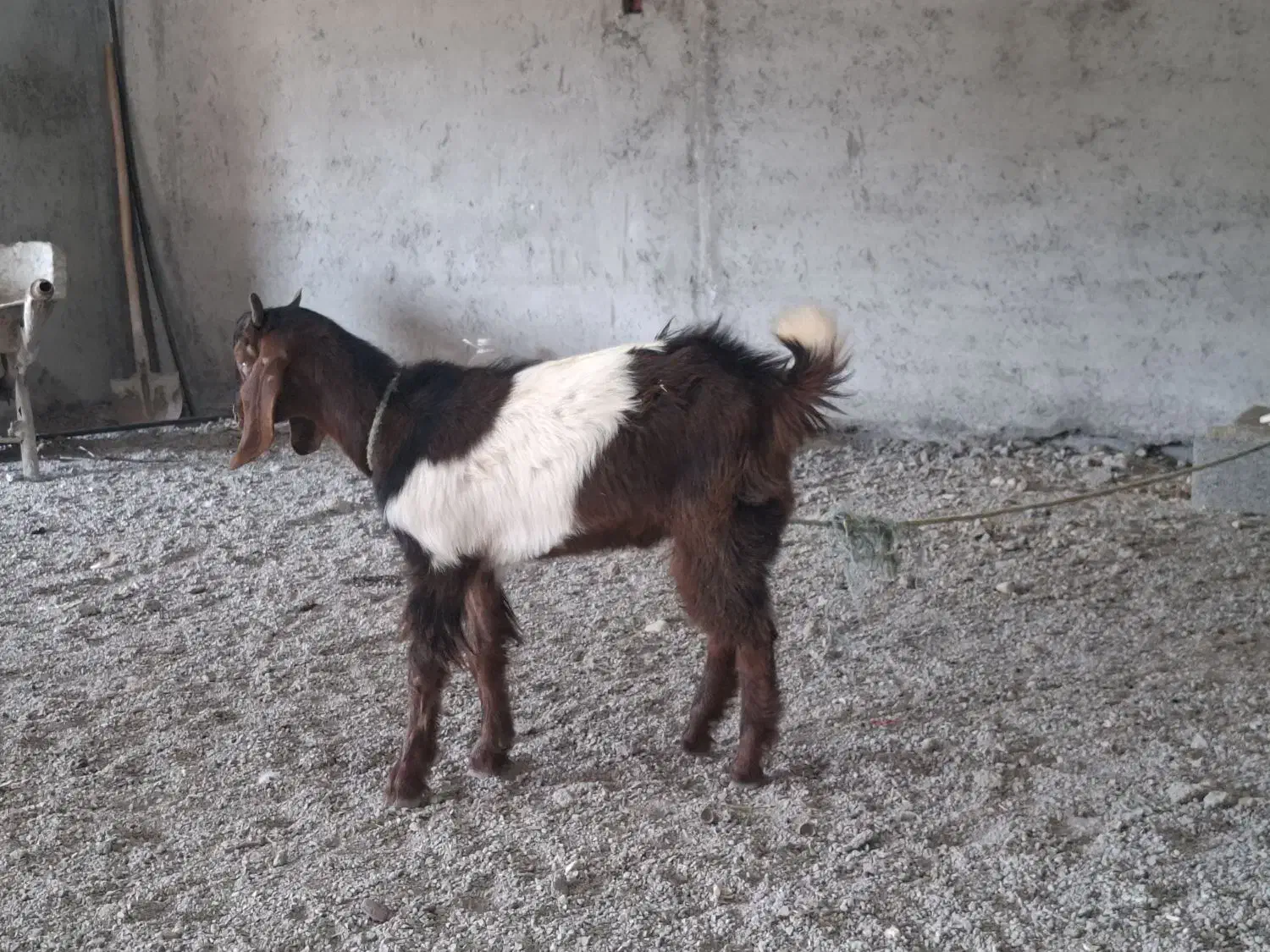 بز پاکستانی نر|حیوانات مزرعه|نوشهر, |دیوار