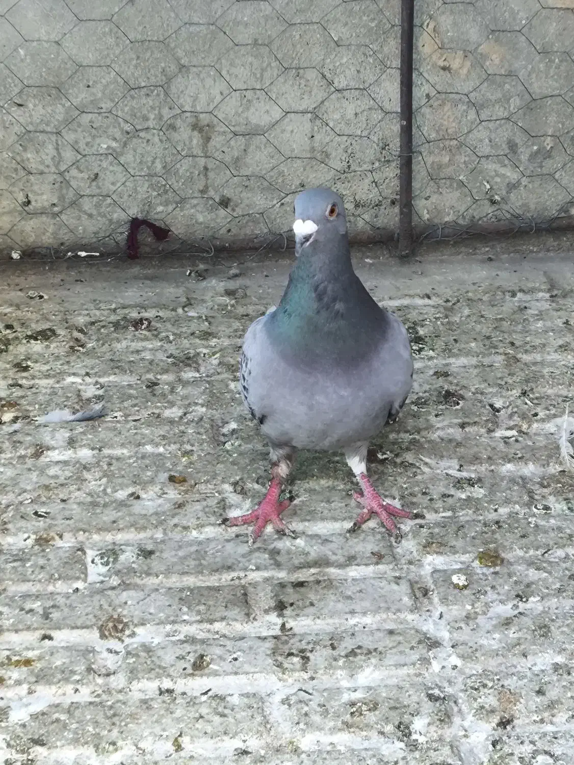 یک عدد کبوترپلاکی نر زور دار معاوضه با ماده پلاکی|پرنده|کرمانشاه, |دیوار