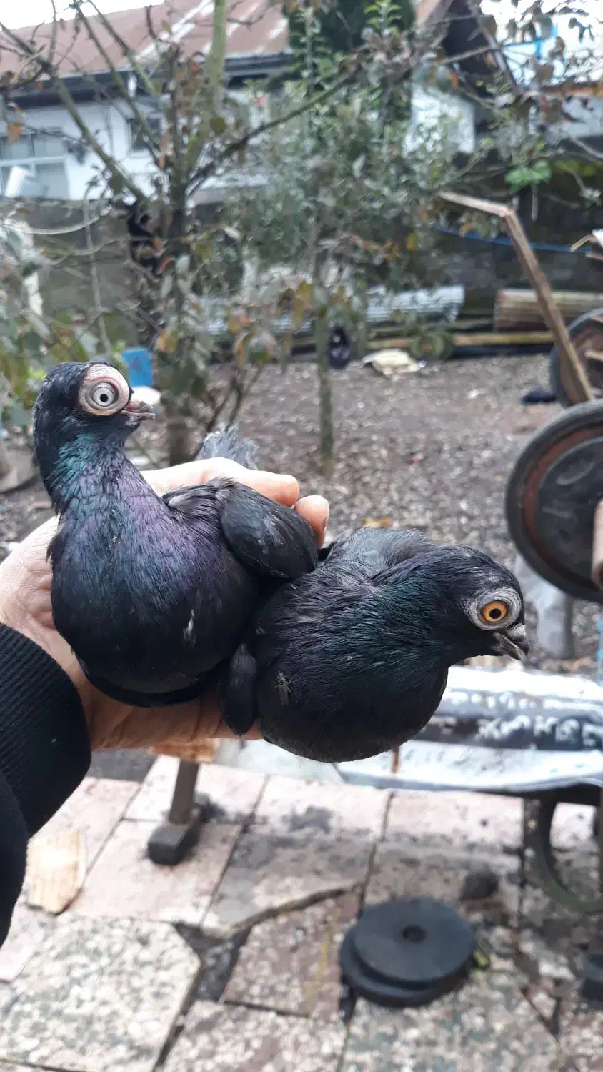 کبوتر تلسکوپی زینتی|پرنده|رشت, شکار اسطلخ|دیوار