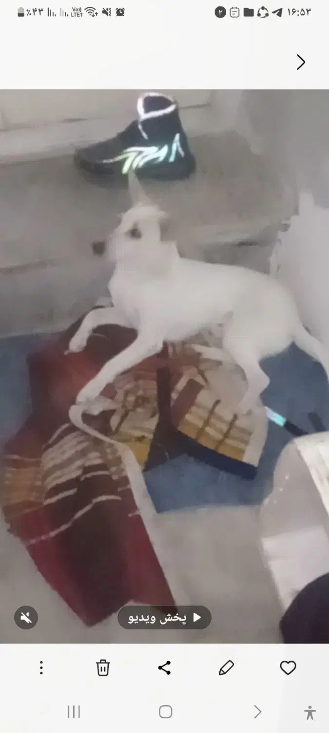 یک عددسگ|سگ|گرگان, |دیوار