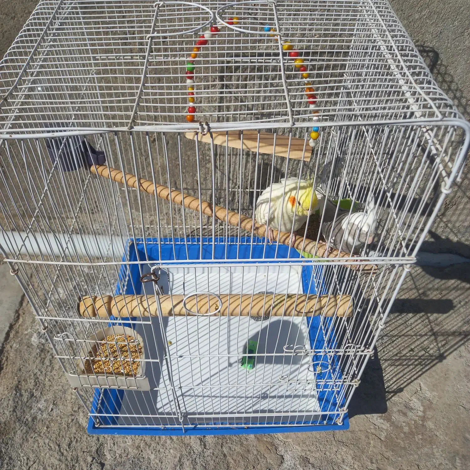 فروش عروس هلندی|پرنده|اصلاندوز, |دیوار