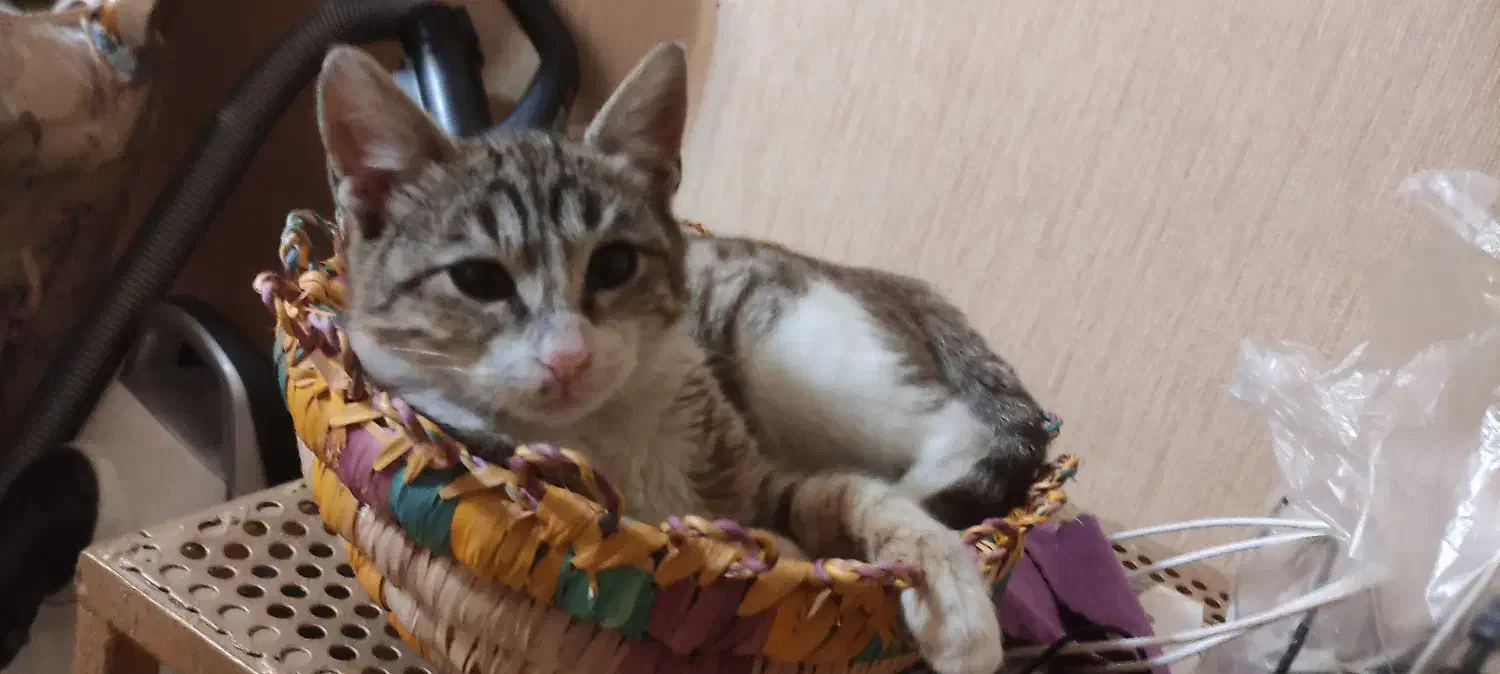 واگذاری گربه|گربه|رشت, دیلمان|دیوار