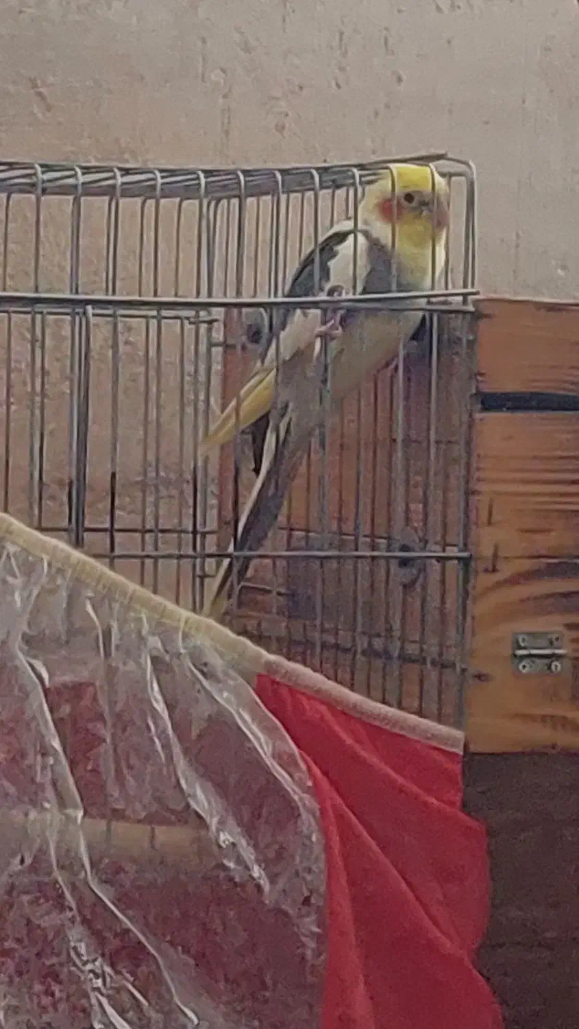 فروش یک عدد عروس هلندی نر دوکت|پرنده|کاکی, |دیوار