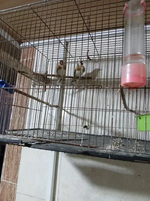 نر وماده سهره ۲هفته قفس مونده تماس پاسخگو هستم|پرنده|بندر انزلی, سید آسیه|دیوار