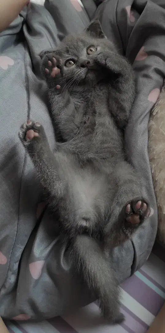 گربه اسکاتیش بلو نر|گربه|رودبنه, |دیوار