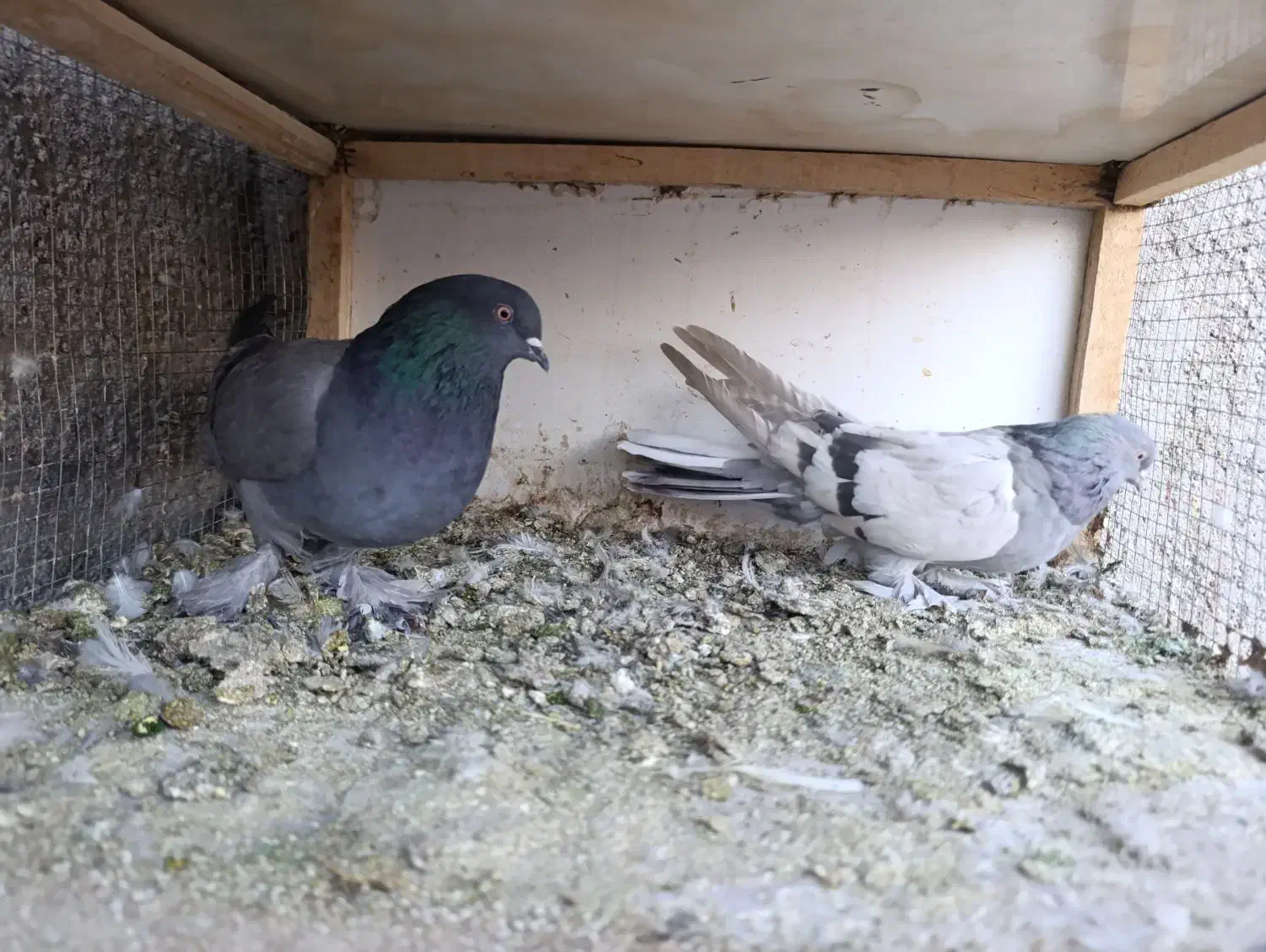 کبوتر پر|پرنده|لاران, |دیوار