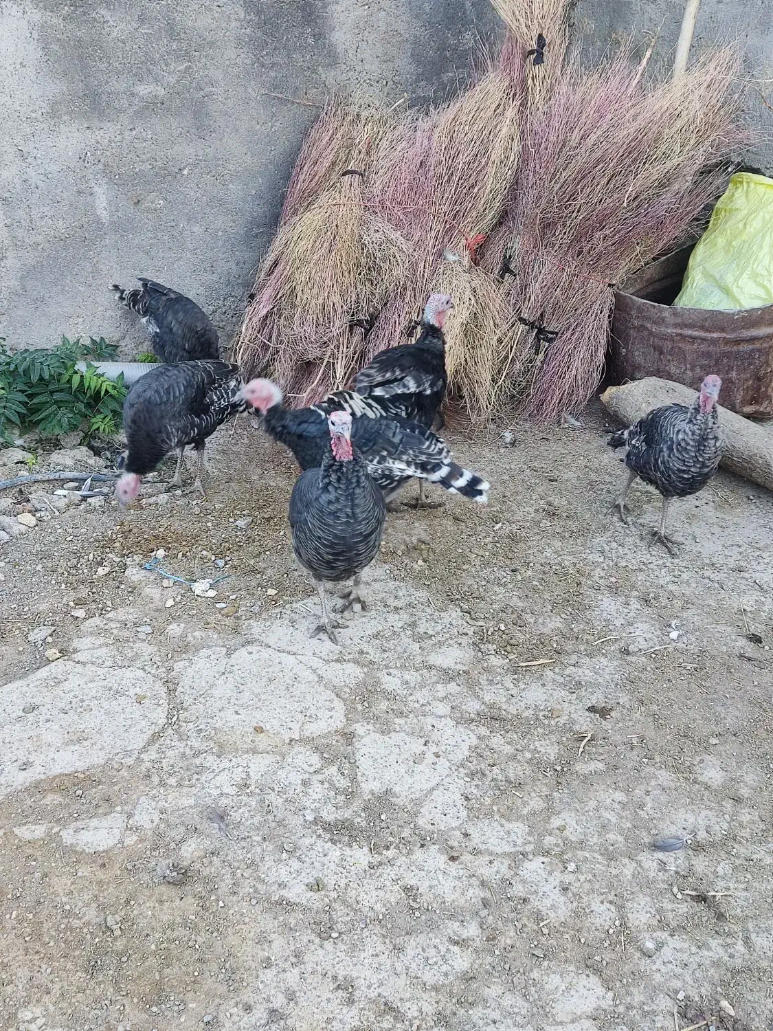 غاز و بوقلمون فروشی|حیوانات مزرعه|بیرانوند, |دیوار