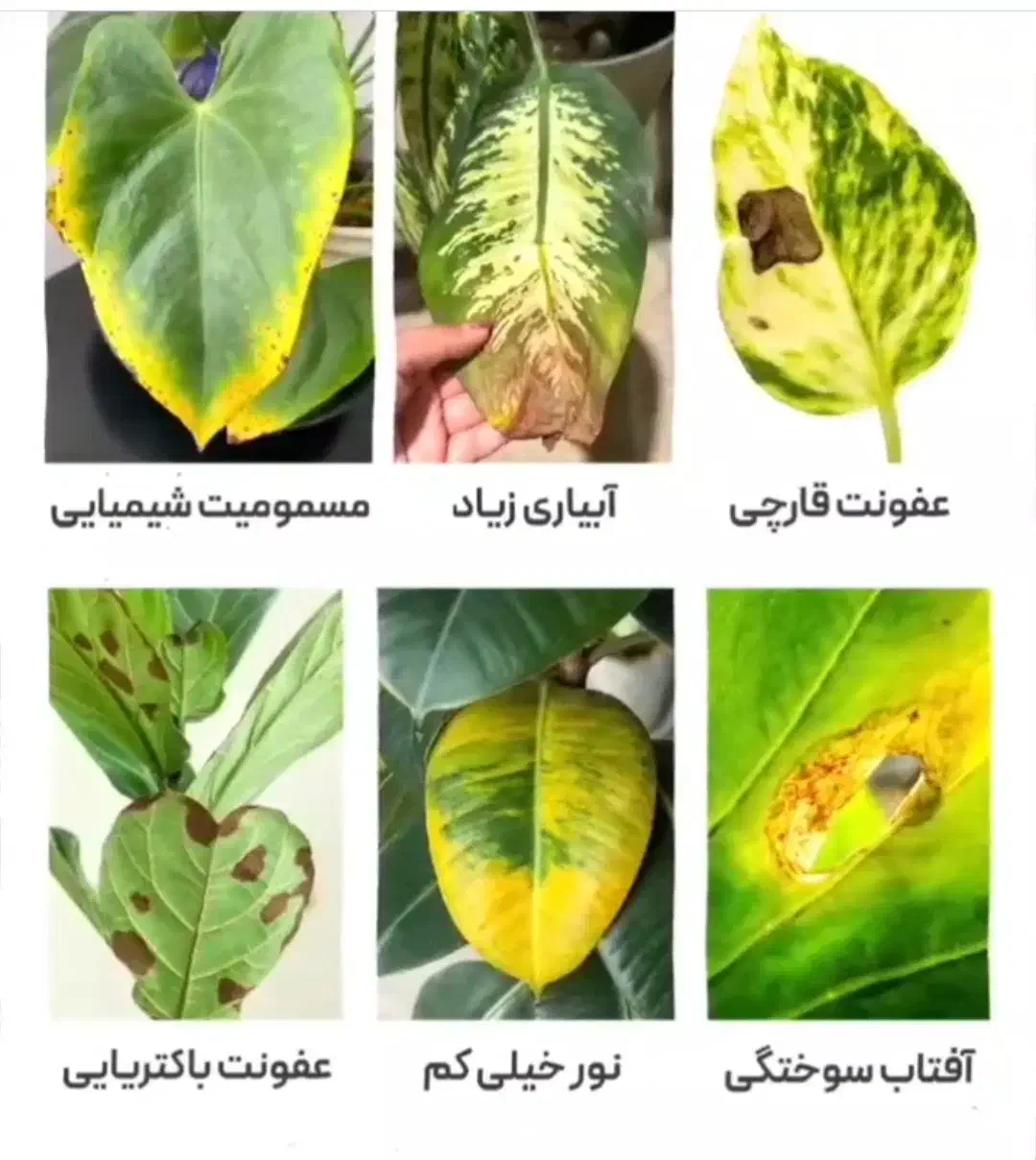 خدمات باغیانی با بهترین کیفیت|خدمات باغبانی و درختکاری|فردیس, فردیس|دیوار