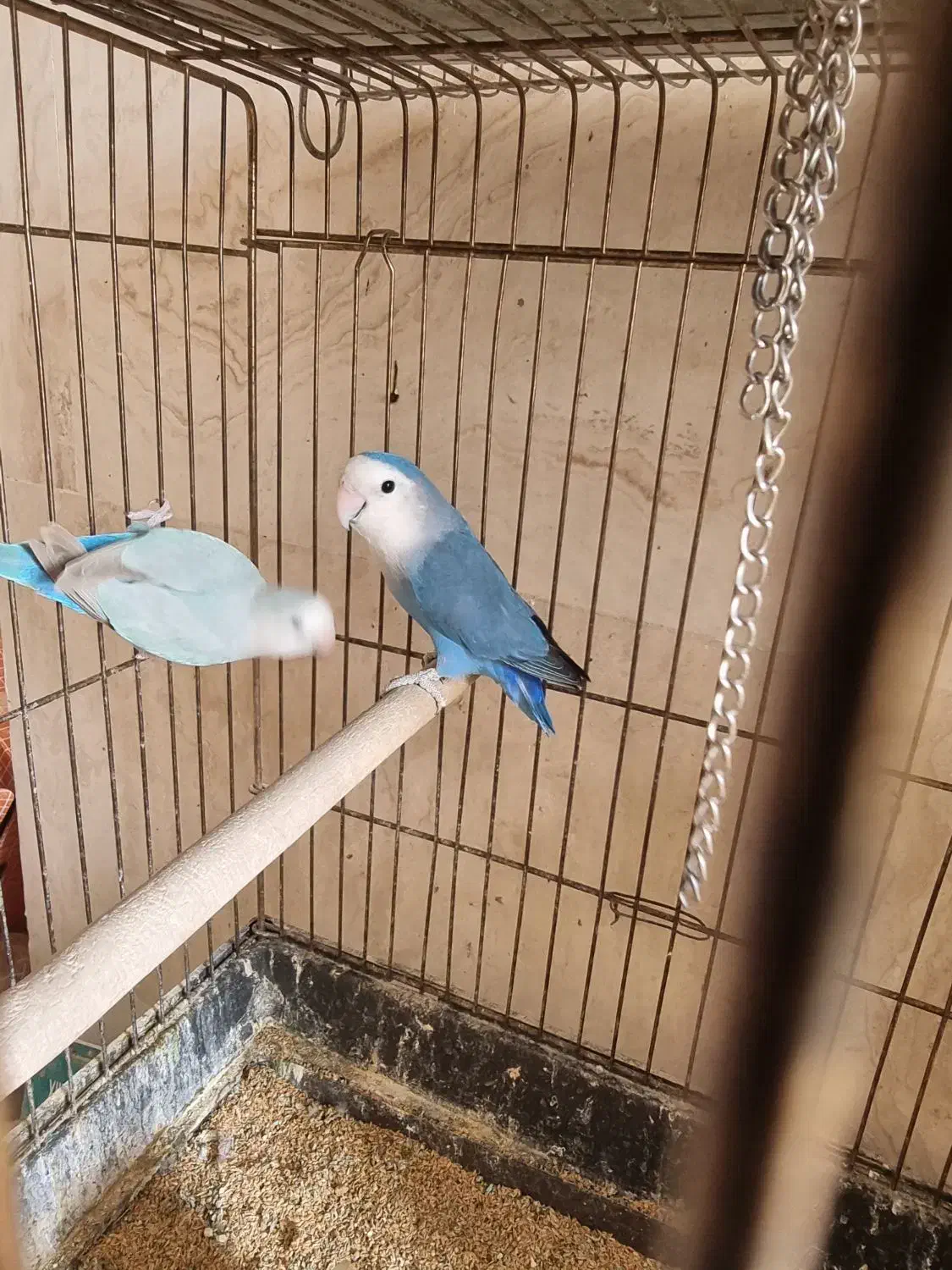 طوطی برزیلی مولد و عروس هلندی لوتینو مولد|پرنده|بومهن, |دیوار