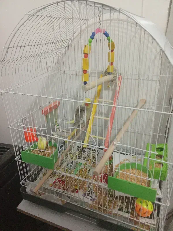 عروس هلندی|پرنده|ماکو, |دیوار