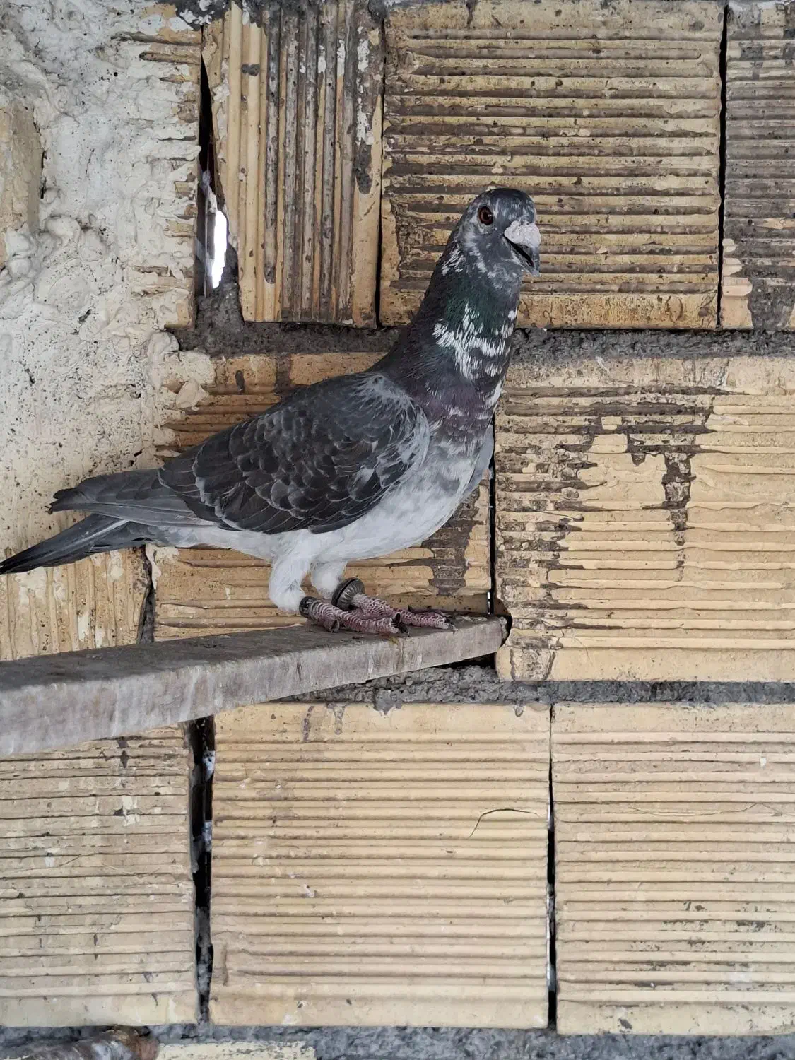 نر بزک و گوره ای|پرنده|مبارکه, |دیوار