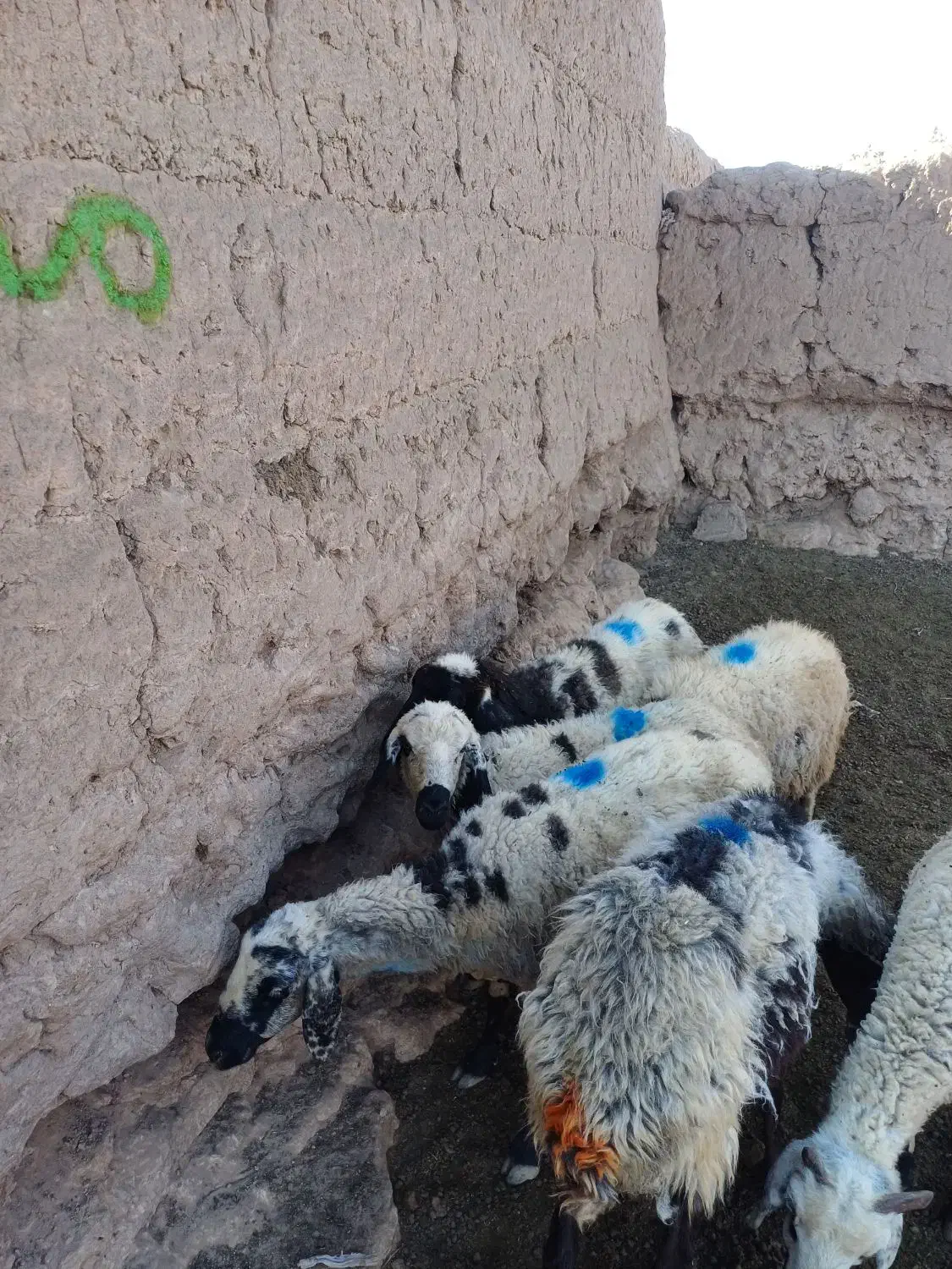 میش داشتی|حیوانات مزرعه|فردوس (کرمان), |دیوار