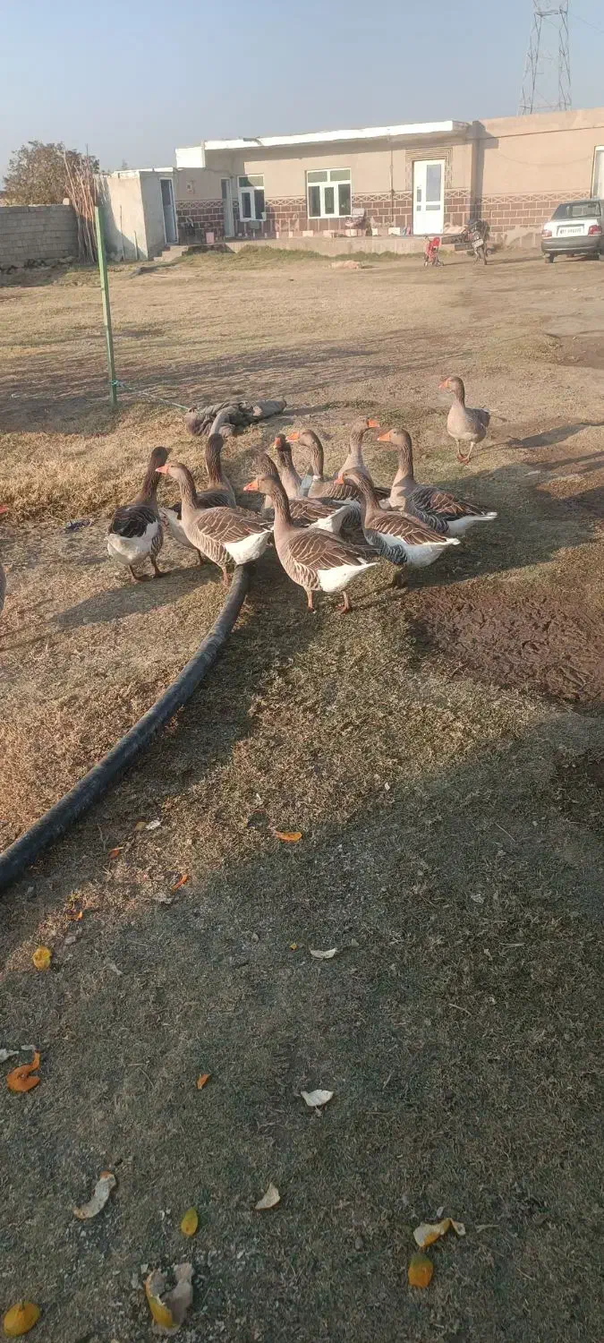 فروش تعداد12عدد غاز محلی اصیل|حیوانات مزرعه|محمدبار, |دیوار