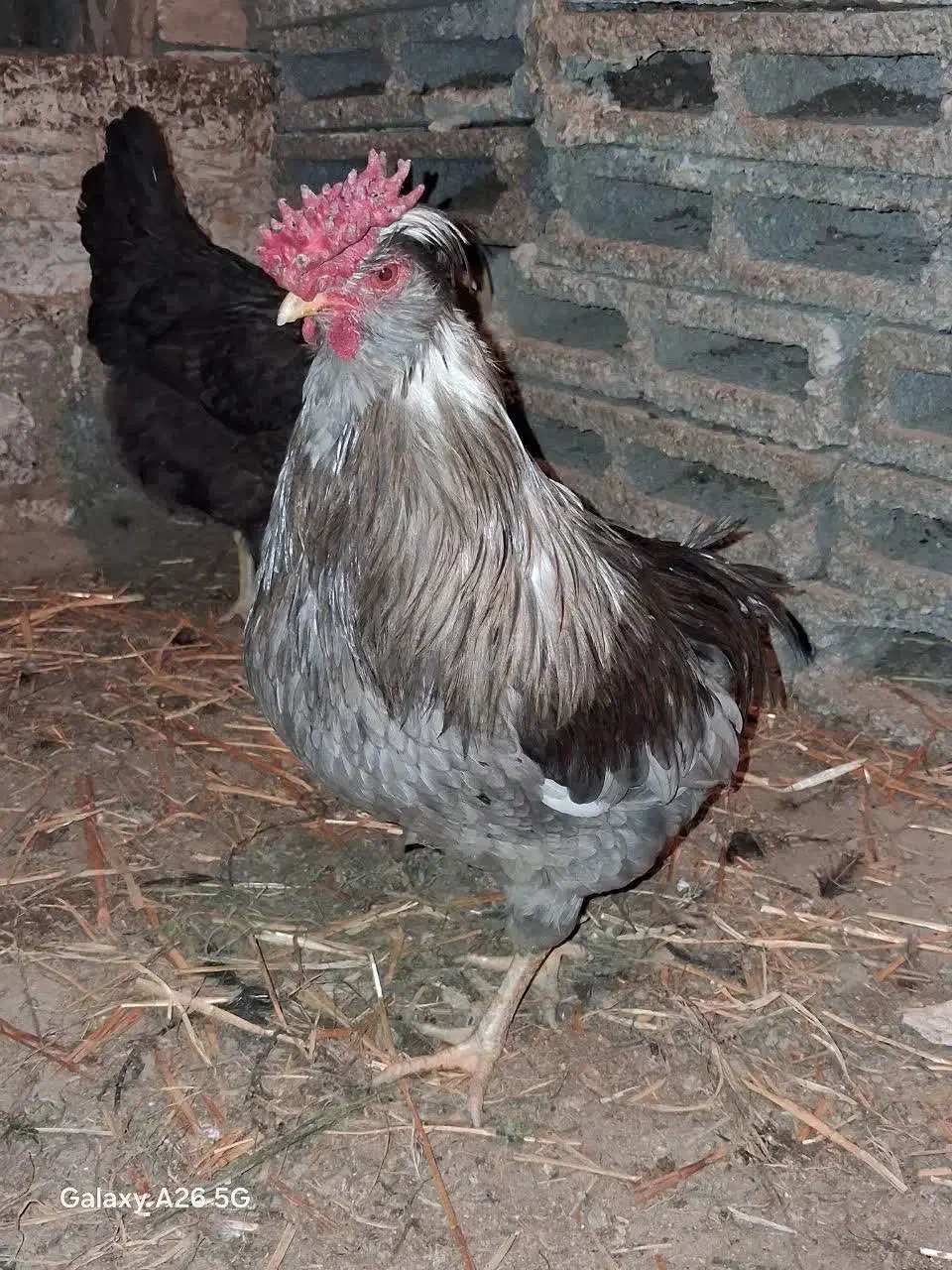 گلین مرغ و خروس|حیوانات مزرعه|ماهدشت, |دیوار