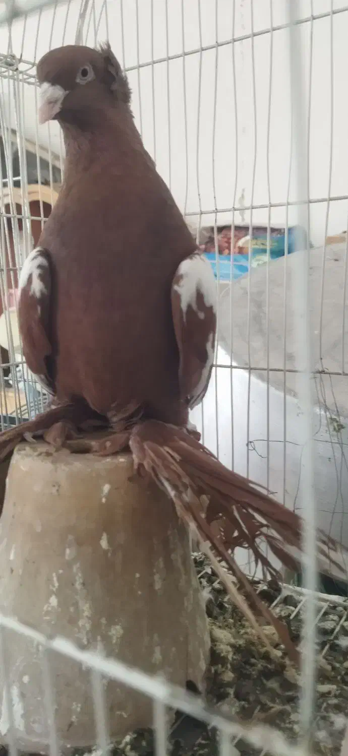 کبوتر|پرنده|تبریز, |دیوار