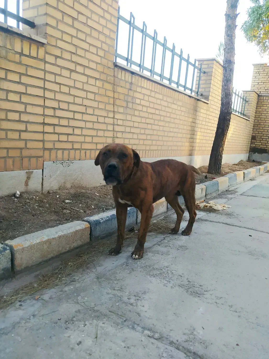 پیتبول|سگ|اشتهارد, |دیوار