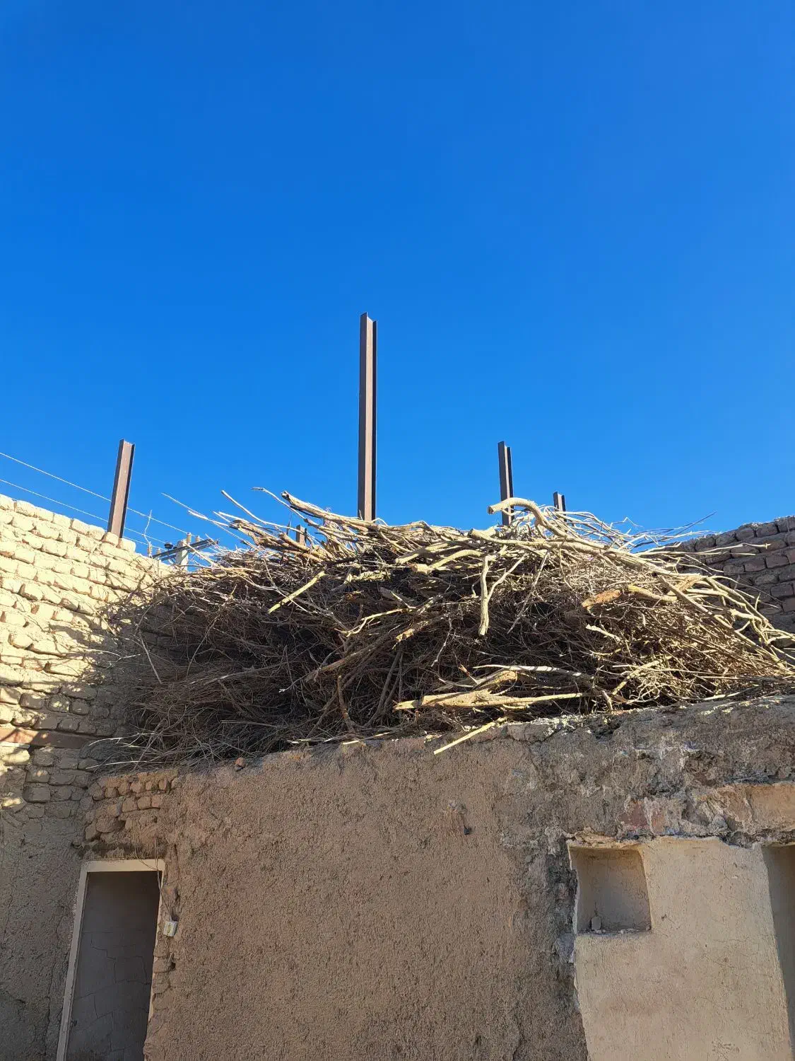 چوب خشک هیزم|خدمات باغبانی و درختکاری|زابل, |دیوار