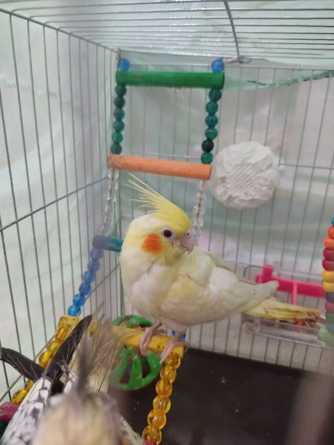 سه ماهه  نر عروس هلندی|پرنده|کرج, کمال‌شهر|دیوار