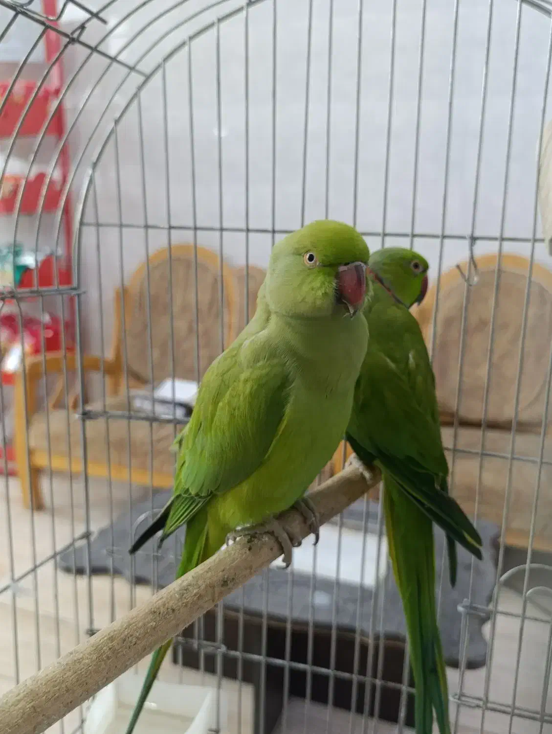 جفت مولد شاه طوطی ملنگو زیر قیمت|پرنده|لاهیجان, شیشه گران|دیوار