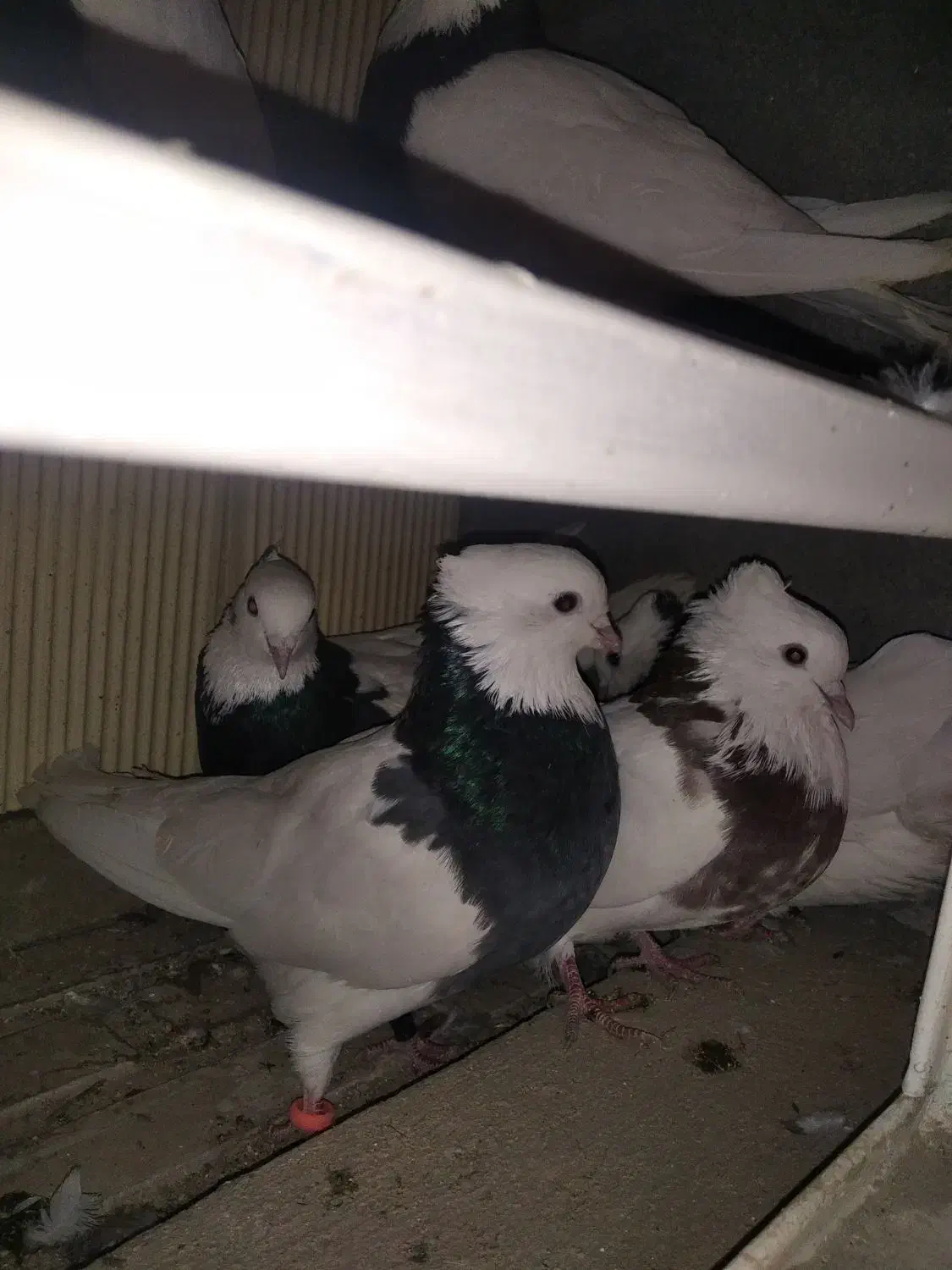 فروش کبوتر طوقی|پرنده|هرسین, |دیوار