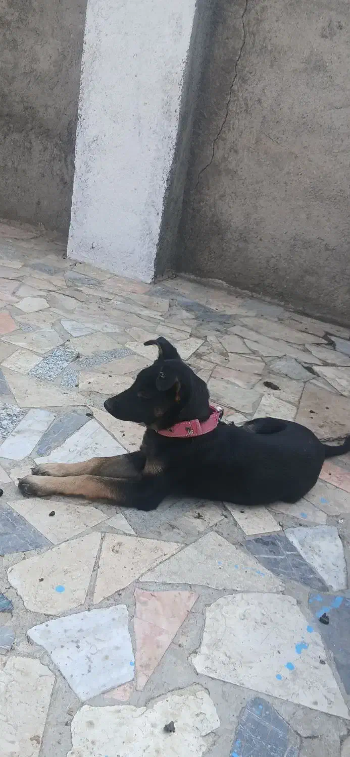 توله ژرمن کلاسیک|سگ|مشهد, امین آباد|دیوار