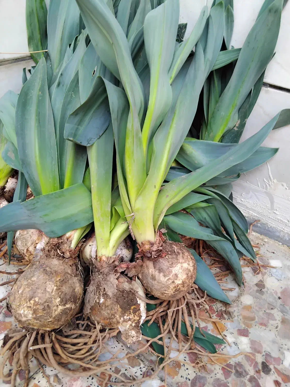 گل سنبل|گل و گیاه طبیعی|اهواز, فاز ۵ پاداد|دیوار