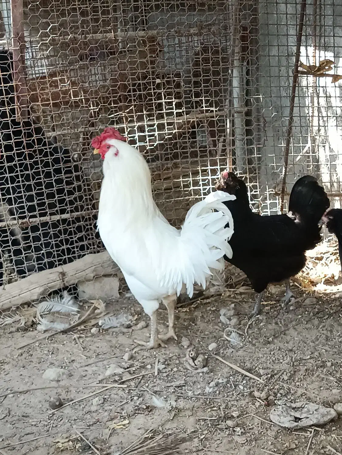 مرغ و خروس ریشی|حیوانات مزرعه|اهرم, |دیوار