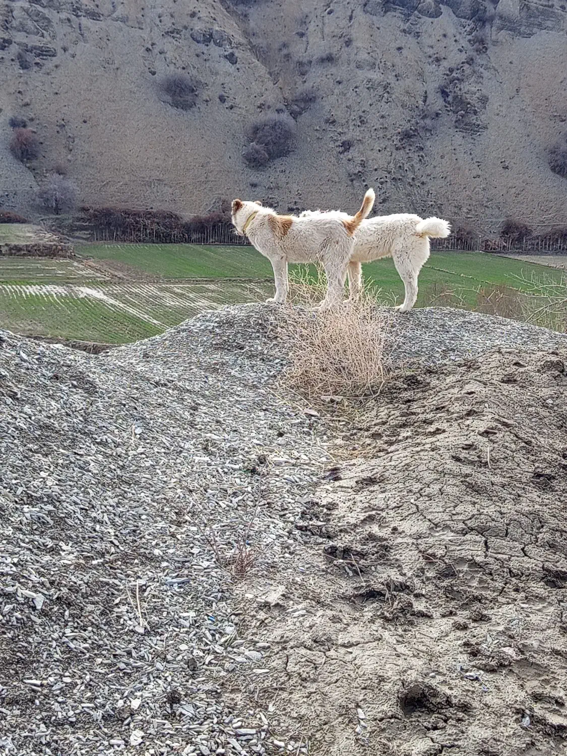 سگ.|سگ|آشخانه, |دیوار