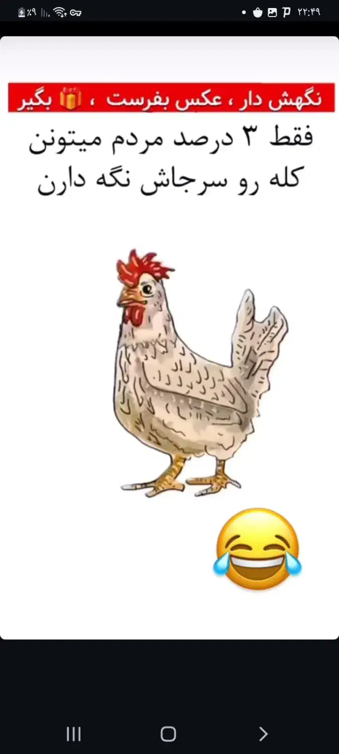 مرغ گمشده|حیوانات|رفسنجان, |دیوار