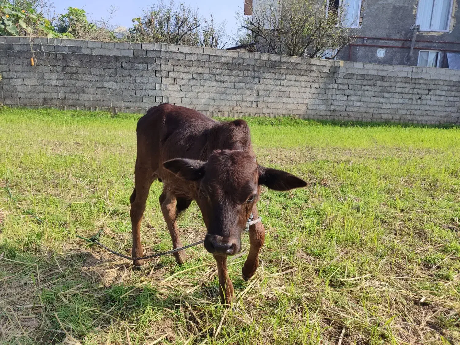 گاو چالوسی به همراه ورزا کوله|حیوانات مزرعه|رشت, رودباری|دیوار