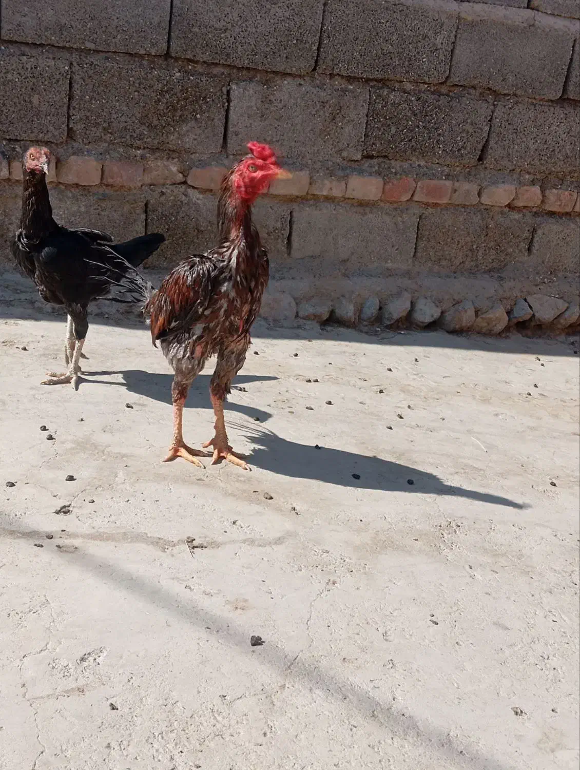 خروس نژاد میکس|پرنده|دامن, |دیوار