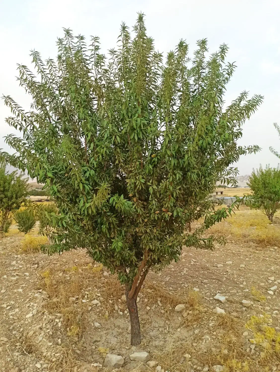 فروش زمین ملکشاهی (روستا قلعه جوق)|فروش زمین و ملک کلنگی|ملکشاهی, |دیوار