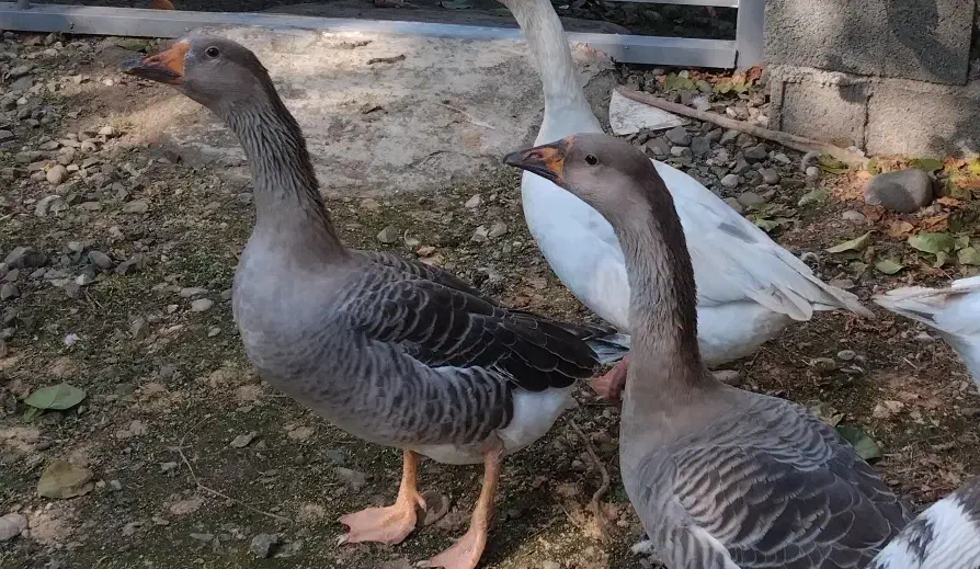 غاز ، اردک اسرائیلی|حیوانات مزرعه|کلاچای, |دیوار