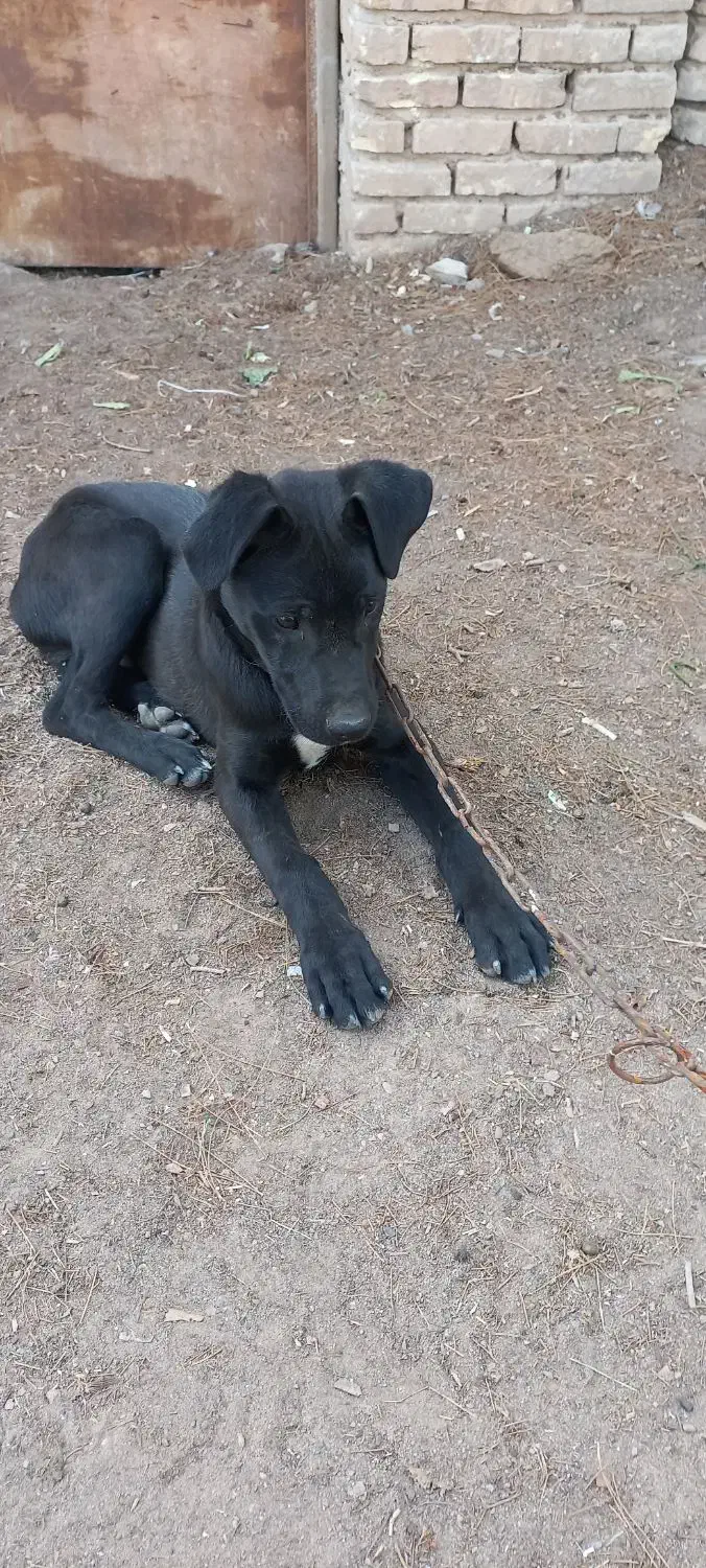 سگ الابای|سگ|یزد, |دیوار