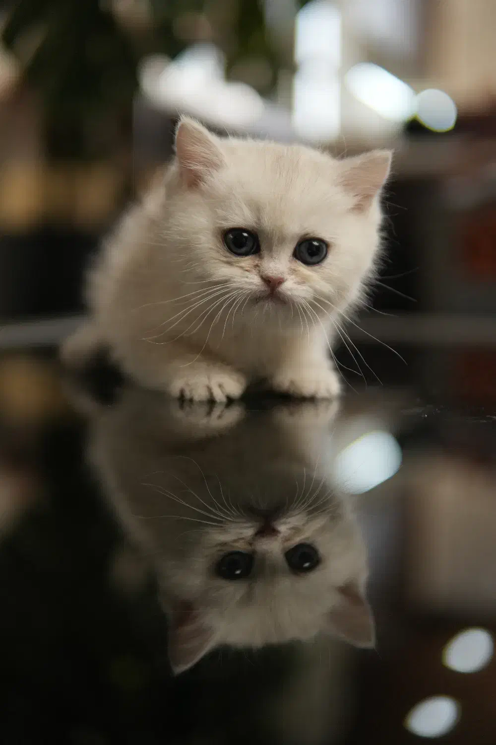 گربه بریتیش سیلور|گربه|تهران, آسمان|دیوار