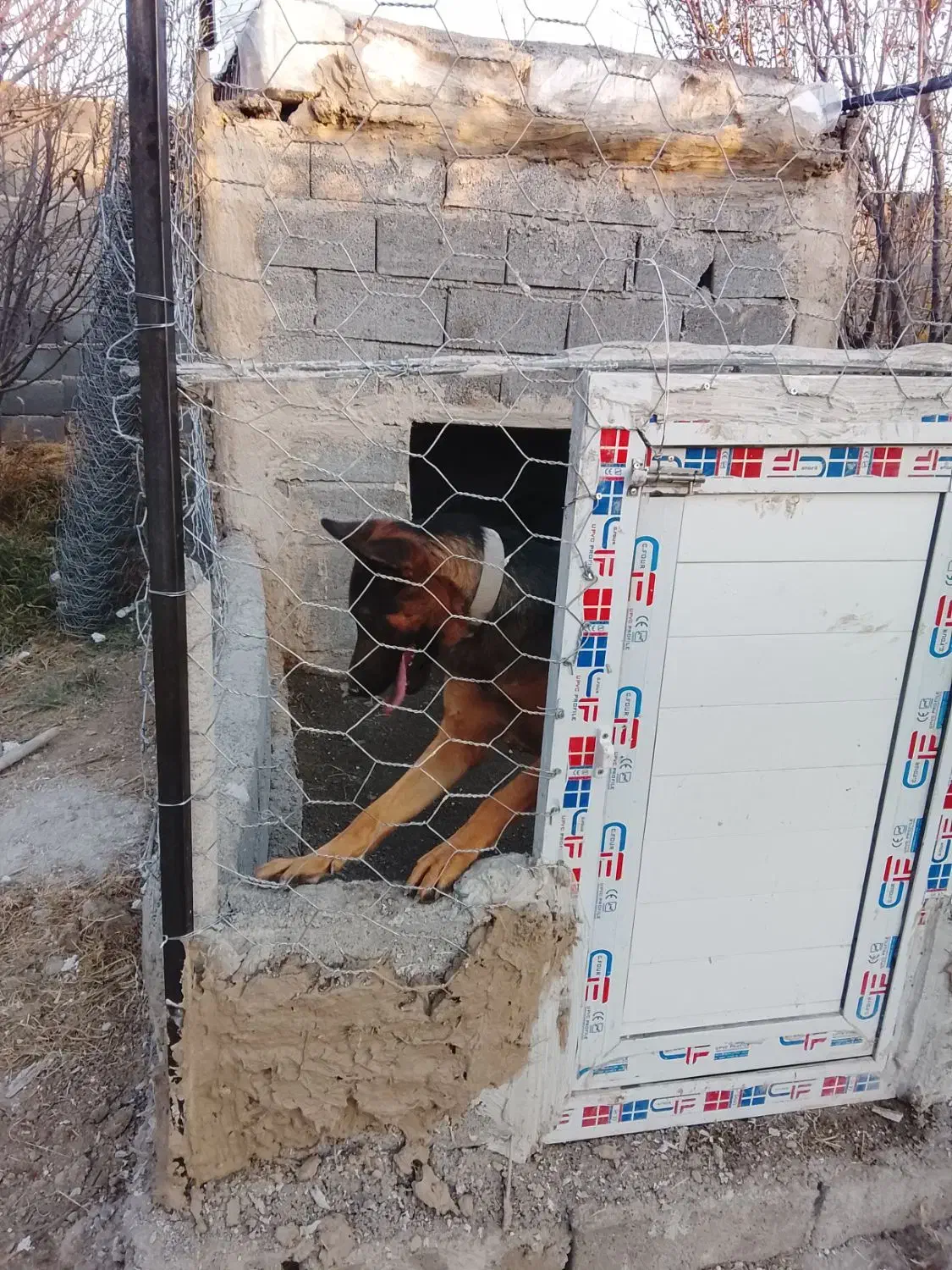 سگ ژرمن ماده|سگ|تهران, صاحب الزمان|دیوار