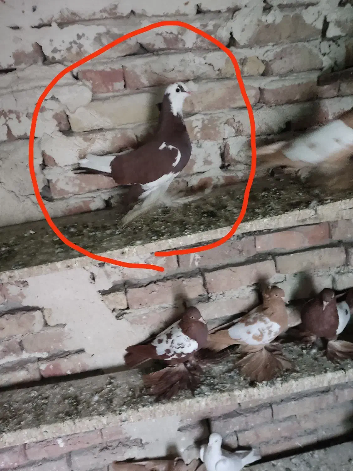 کبوتر الوان|پرنده|تبریز, |دیوار