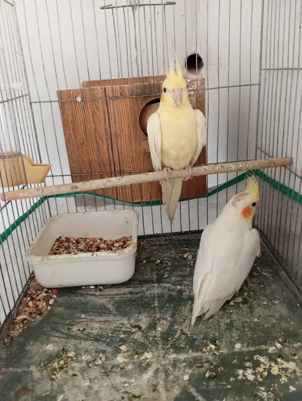 عروس هلندی مولد|پرنده|کرمان, |دیوار