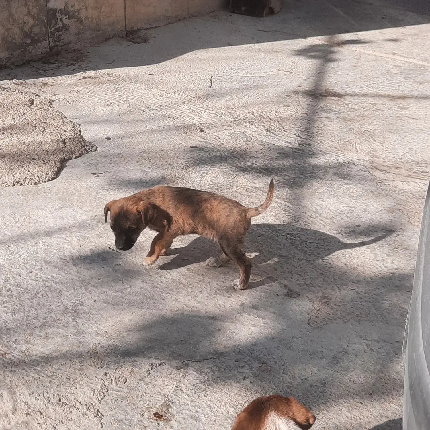 سگ پاکوتاه|سگ|آشخانه, |دیوار