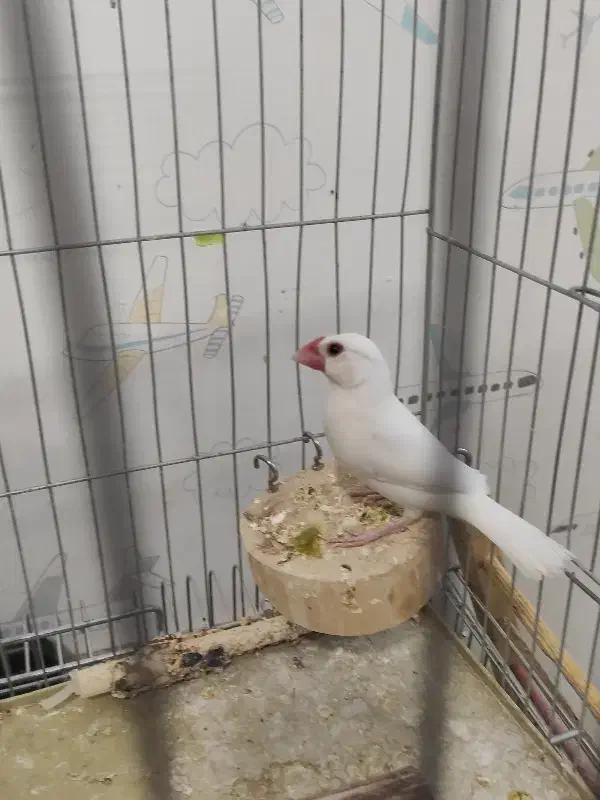 فنچ نرگسی نیمه دستی|پرنده|کرمان, |دیوار