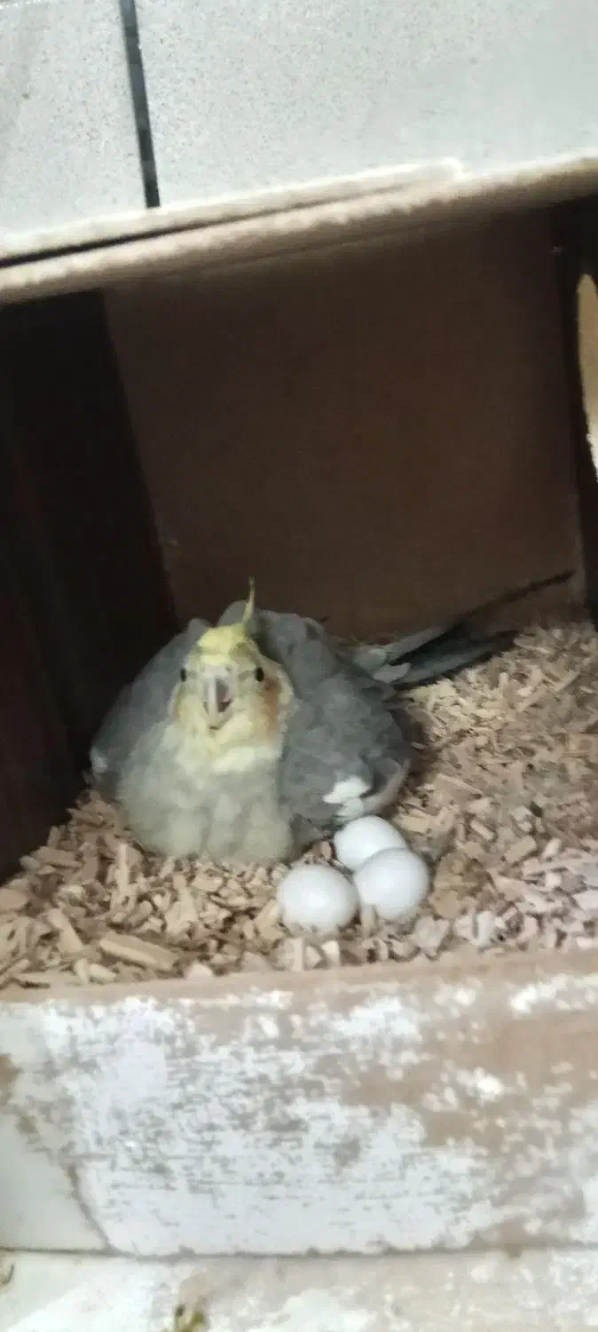 عروس هلندی با تخم و جوجه|پرنده|قم, شهرک سازمان آب|دیوار