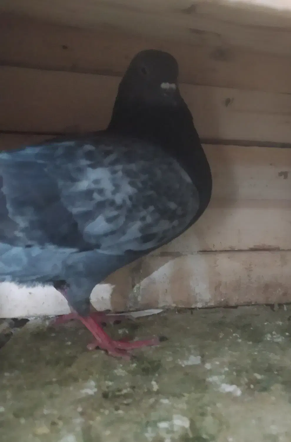 معاوضه|حیوانات|دورود, |دیوار