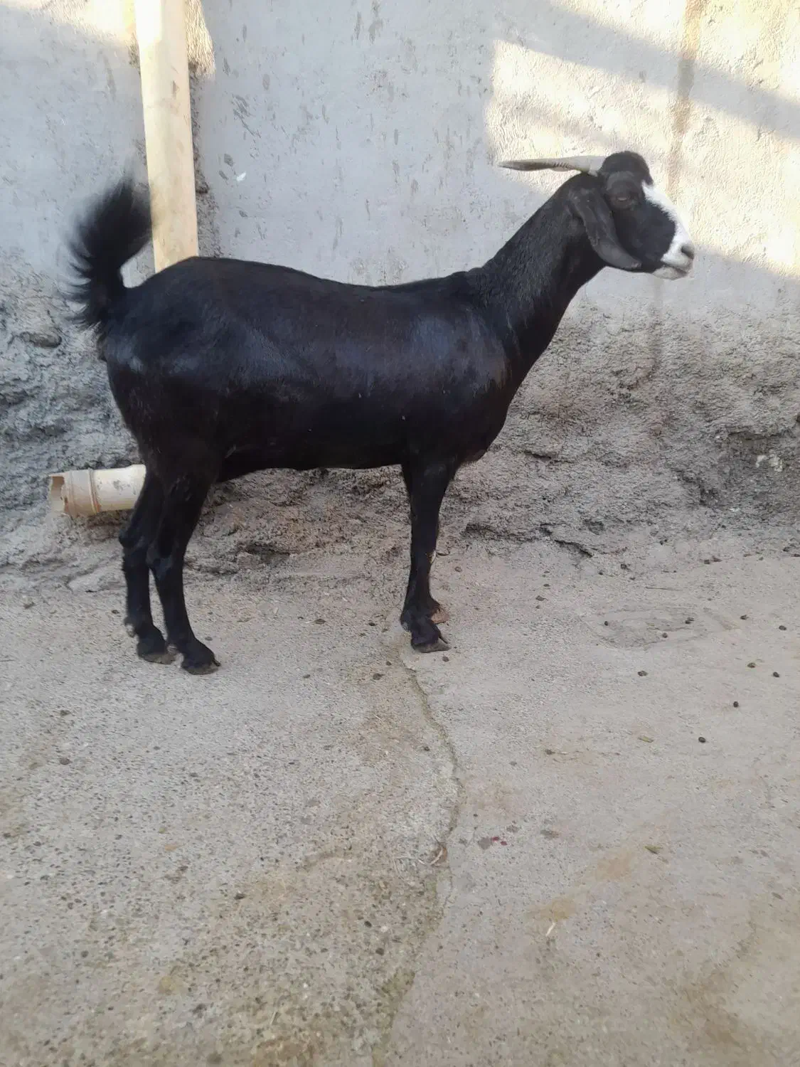 بزها سالم وسرحال|حیوانات مزرعه|میناب, |دیوار