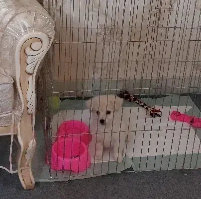 پامر اشتپیز ۳ماهه واکسن خورده|سگ|تهران, مسعودیه|دیوار