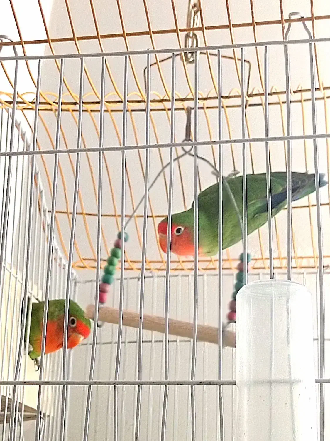 کوتوله برزیلی طوطی|پرنده|برخوار, |دیوار