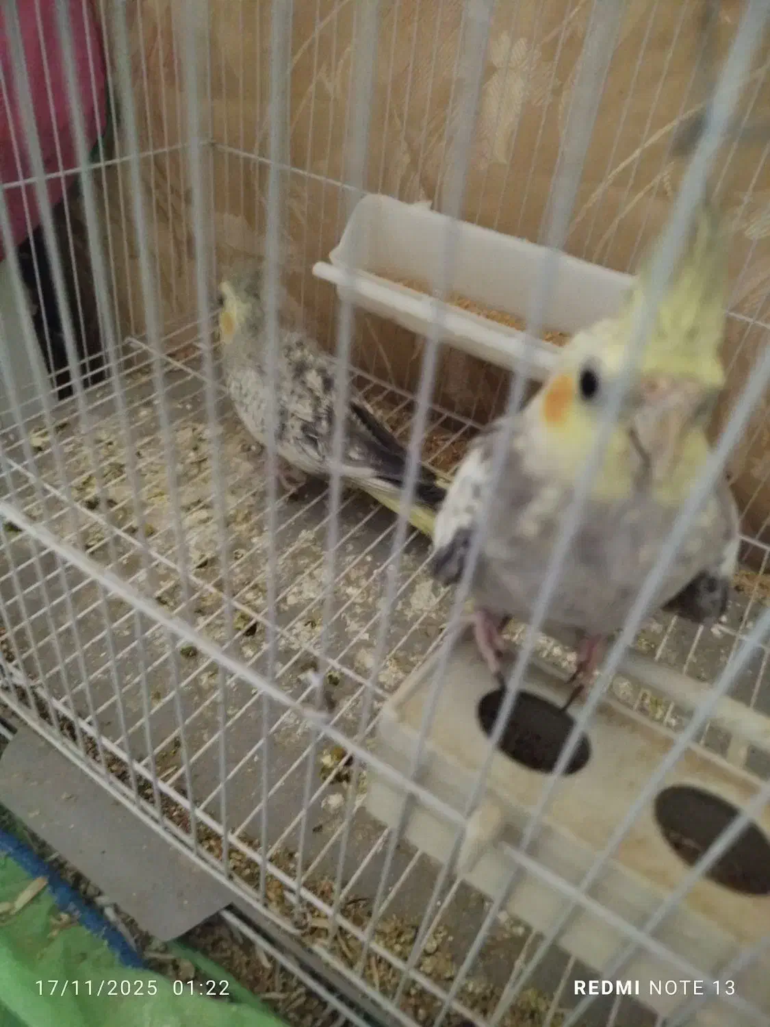 طوطی عروس|پرنده|بندر ماهشهر, |دیوار