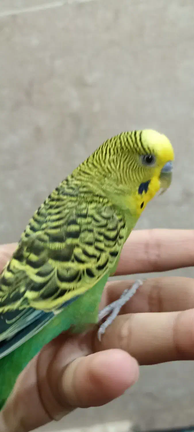 مرغ عشق|پرنده|ابهر, |دیوار